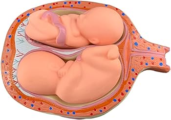 Amazon.co.jp: 解剖学用人体模型 胎児形成過程モデル 婦人科教育 Amazon.co.jp: 解剖学用人体模型 胎児形成過程モデル 婦人科教育